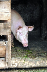 A pig in the countryside in Romania